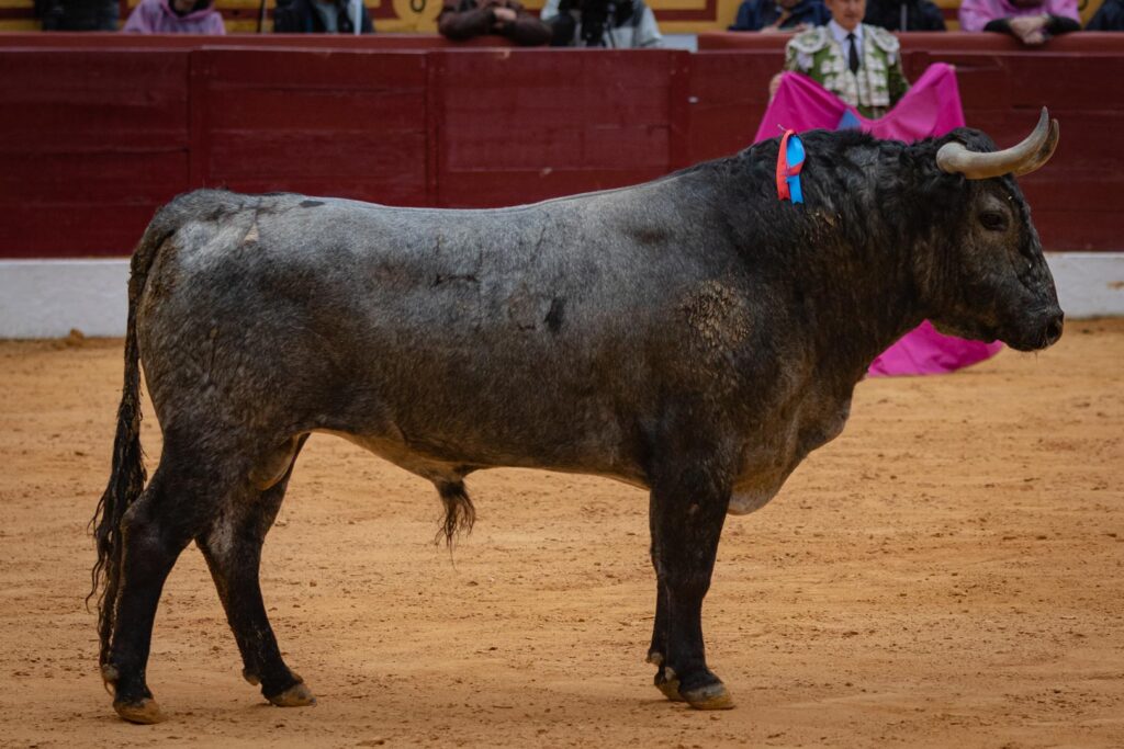 Corrida Victorino Olivenza 2023