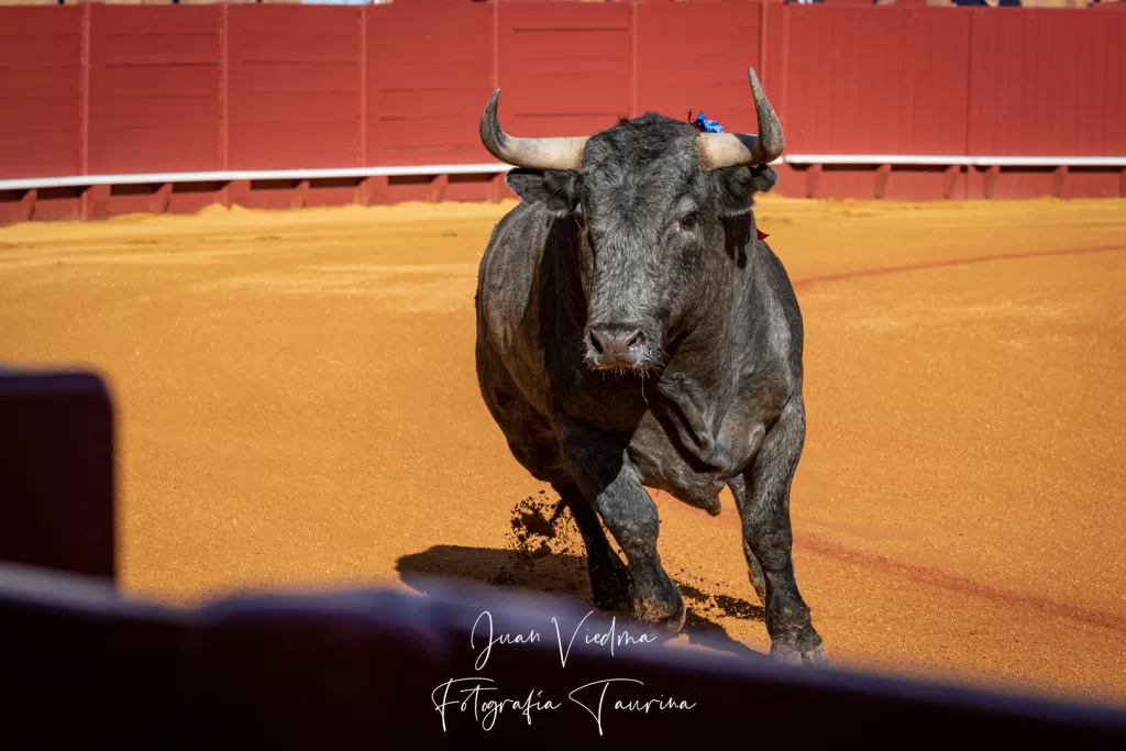 Toro de Victorino Martín en el plaza de toros de la Maestranza de Sevilla.