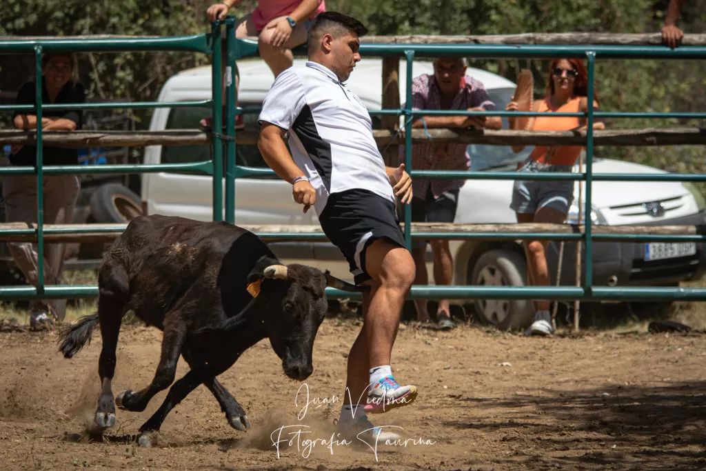 Recorte a la vaca de Reservatauro, parece que el pitón toca la pierna