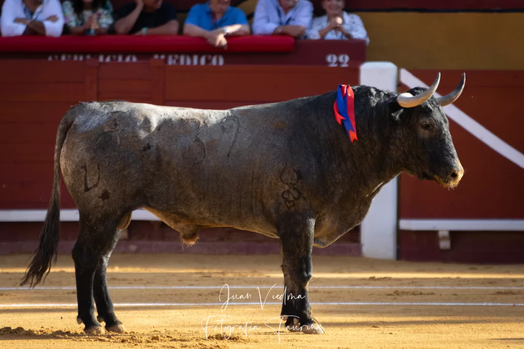 Primero toro de la tarde en Algeciras 2023 de Victorino Martín